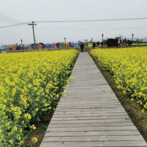 ���M�����ץס�Ͳ˻���β��