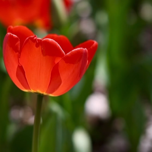 �ѻ��hѩ��������ʢ��