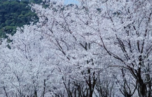 Ŀ֮�������r����ء���䭂֦