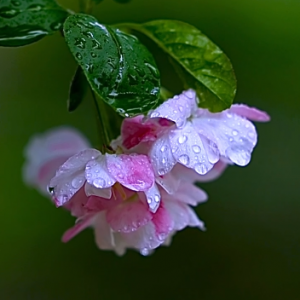 �������ģ���֬�c(di��n)�c(di��n)�Z����