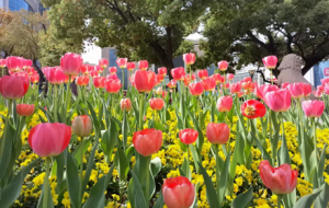 ����@���һƬ�����㻨����