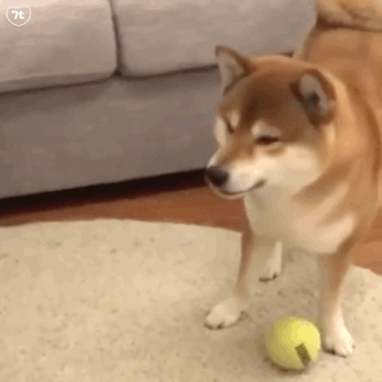 ��TM���װىK�I���@ʾ���F�ڻ��Ճrֻ���@ô��