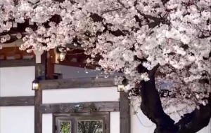 ���_���仨�M���g~�@�ǌ��ڴ���ķՇ���