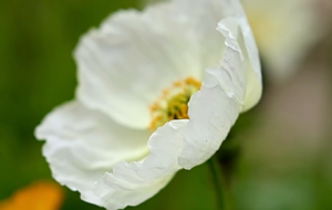 ������ ʢ�_��Ԋ�~��Ļ�