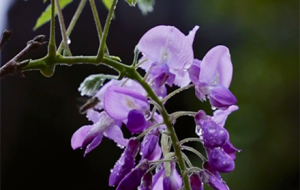 ���όW�������ٻ��_�ˣ�����Ψ��