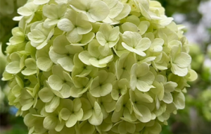 �C�򻨣�һ���_(k��i)���ٻ��L(f��ng)��