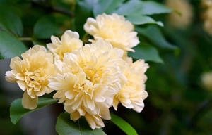 �������g����ס������Mͥɢ����