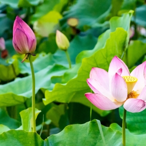 ��������A(y��)��(b��o)��