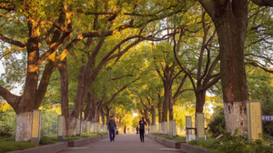 ���l�����i���CITY WALK���ι��@