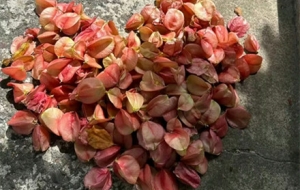 һ�Ù��(sh��)������һ��(ch��ng)ʢ�������