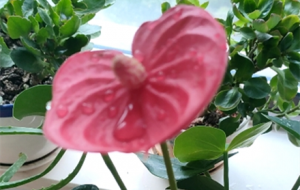 ����ҵķ��ƣ��ۼt�������G��