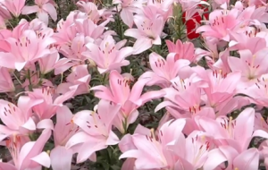 ���õĕr�⣡�������İٺϻ���ײ���M��