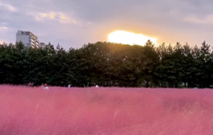 ��Ƭ����y�Ӳ������˷�ɫ����