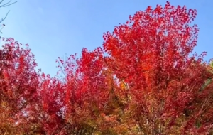 ��ɽ�t�~���^���������e�^