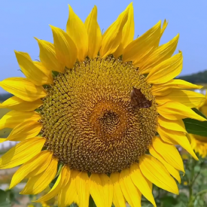 �zӰ������׃��һ�����տ����_�ĕr����̫ꖣ����_�ĕr������ɣ��