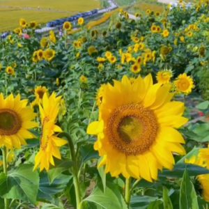 ����򿨣������������ʢ�_(k��i)�����տ���~