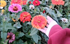 ʮһ�����ƴ��Լ�����ؓ����