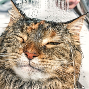 ��ס��ǣ�ˮ��С�Ĳ��У���֪��ˮ�չ�˾�����ҽ�Q�@�����}�᣿