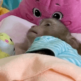 ����һ����L���������A�δ_������ռ���ݣ��꼉50�����������������