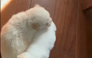 �����������ۣ���ò�������