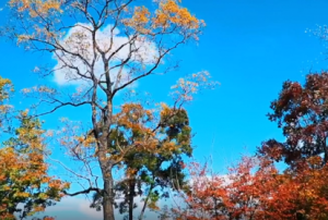 ���������������ľ�ɫ���ղ�������