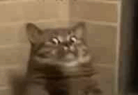 �����Fȥ�Ϻ��k�¡������������˃ɻأ��Ҹ��X�]���_܇���㰡