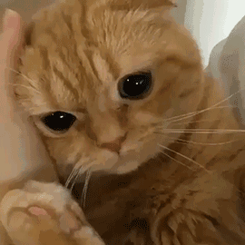 ����һ�l�uՓ�����o��ң����Ȼ���Ժ����u��