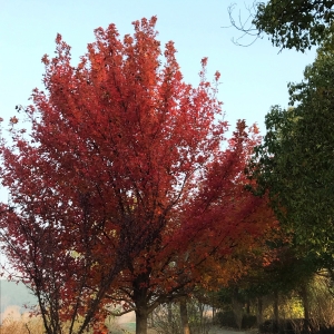 ��ꎳ����S���ģ����o�������ľw����