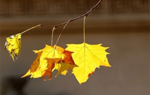 ���ϵĶ��죺�����箋(hu��)�e��һ���ζ��(hu��)