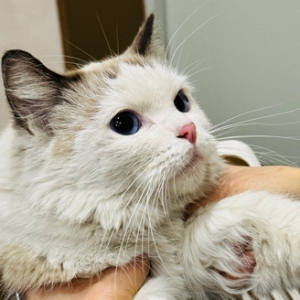 ���Ϻ�󸽽�С�^���l�ҵĲ�ż؈�߁G��