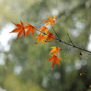 ѩ��ҕ�l����������ͬ��ѩ������Ҳ�㹲���^��