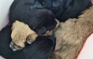 ���䂀�죬�����tԺ�T�ڱ��G����6ֻС���У���ֻ���ܺúõػ���ȥ