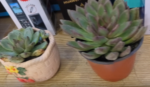 �W�ѷ�������Ҋ������������g