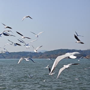 ���Լt���t�Ķ������������֙Cӛ�����