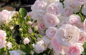 �S���@ʯõ�壺���_�G�� ����u��