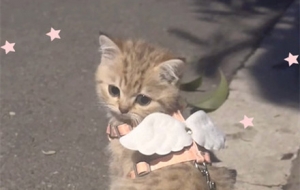 ·��ż��һֻ��ʹ؈؈��̫�ɐ���