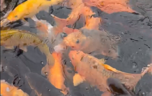 ��Ⱥ�Y�����\�����ܼ��֑������룡