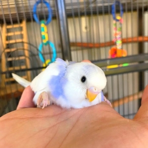 �W�ѷ�����Խ��Խϲ�g�����ǿɐ۵���Û��