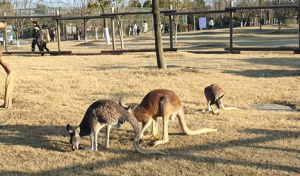 ����@߀ͦ���棡�������Ǵ���Ȼ���o��Č�ؐ