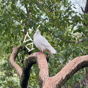 ����СȤ���И�(l��)���Σ������Ĳ�Ҫ��