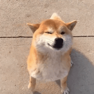 ���г�������2��������ˢ�������������п�����������ݼ