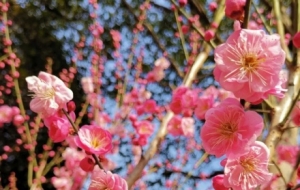 �p÷���ԣ��츰һ������ʢ��