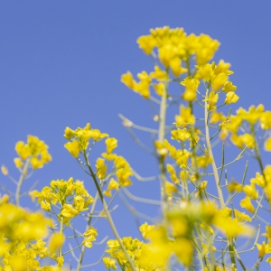 ���Ҫ�봺�ˣ�