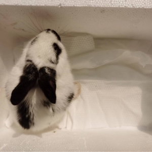 ���ӻ�30�K����ֻ���Ӻ�ֻ�������Y���]�뵽�o�����I�I�Եĺ�ˎ���˿�ɰ�