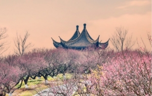 ����ɽ÷�X�������_������