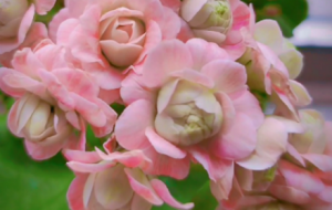 �W(w��ng)�ѕ񻨻������׵�ҕ�X(ju��)ʢ��