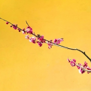 һ֦���ţ��@��(g��)���첻Ҫ�e(cu��)�^(gu��)�t÷�`��