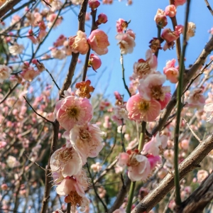 ����Ҫ�����ĵęC(j��)�����򿨴�÷��