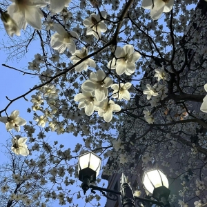 ���m���S�ģ���ɫ���ף������ǣ�