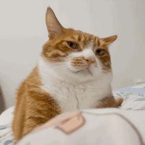 Ȣ���Ư���Ǫ���Ů��߀��Ȣ��ꎱ����L����ͨ����Ů�ã����X�ý�ꎪ���Ů��������